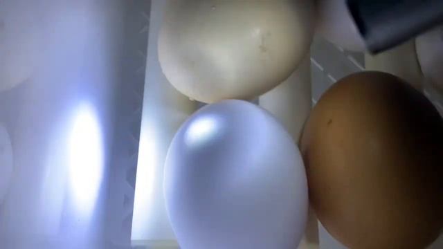 Серия 8) 7 день инкубации «РЯБА 36» инкубатор китайский_ овоскопируем яйцо под квочкой🥚14 марта 202 смотреть онлайн