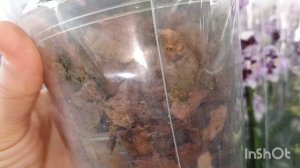 Цветочный рынок,новый магазин с орхидеями!/17.03.25/