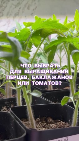 Пересадка без потерь реальна с правильными ГОРШОЧКАМИ ДЛЯ РАССАДЫ! 🌱