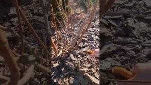 Делаю обрезку гортензий метельчатых