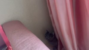 Как я, кот, развлекаюсь! Смотрите, что творю! Хозяйка со мной играет и мне нравиться, мяуу