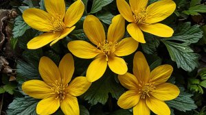 Чистотел: растение с лекарственными свойствами.