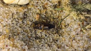 Unusual Harvester Ant?|| Trichomyrmex sp. first update (4/1/2023)