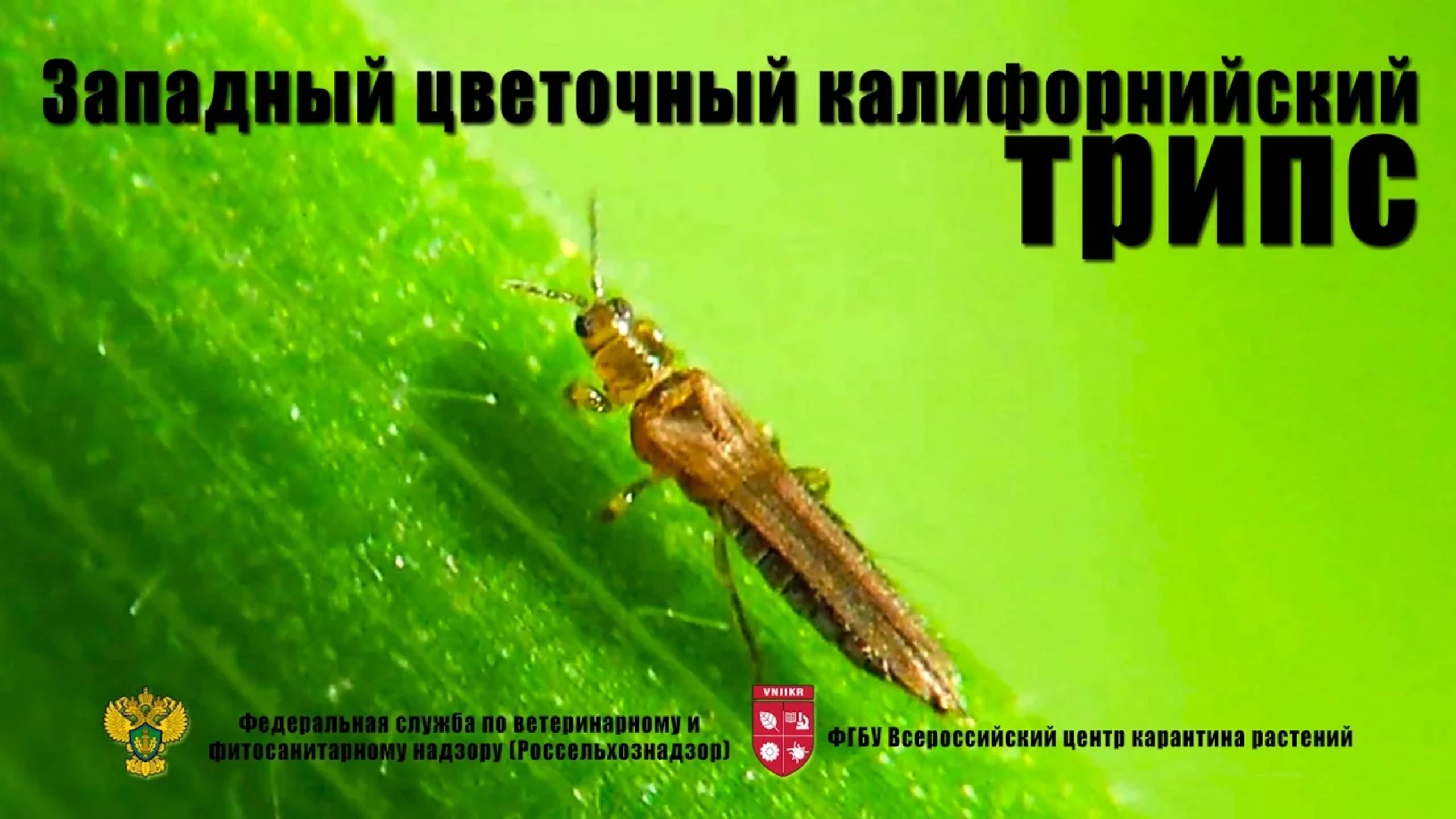 Западный цветочный (калифорнийский) трипc (Frankliniella occidentalis Perg.)