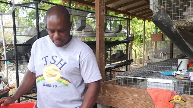 Jamaica Rabbit Farming: How to Tell the Gender of Rabbits смотреть онлайн