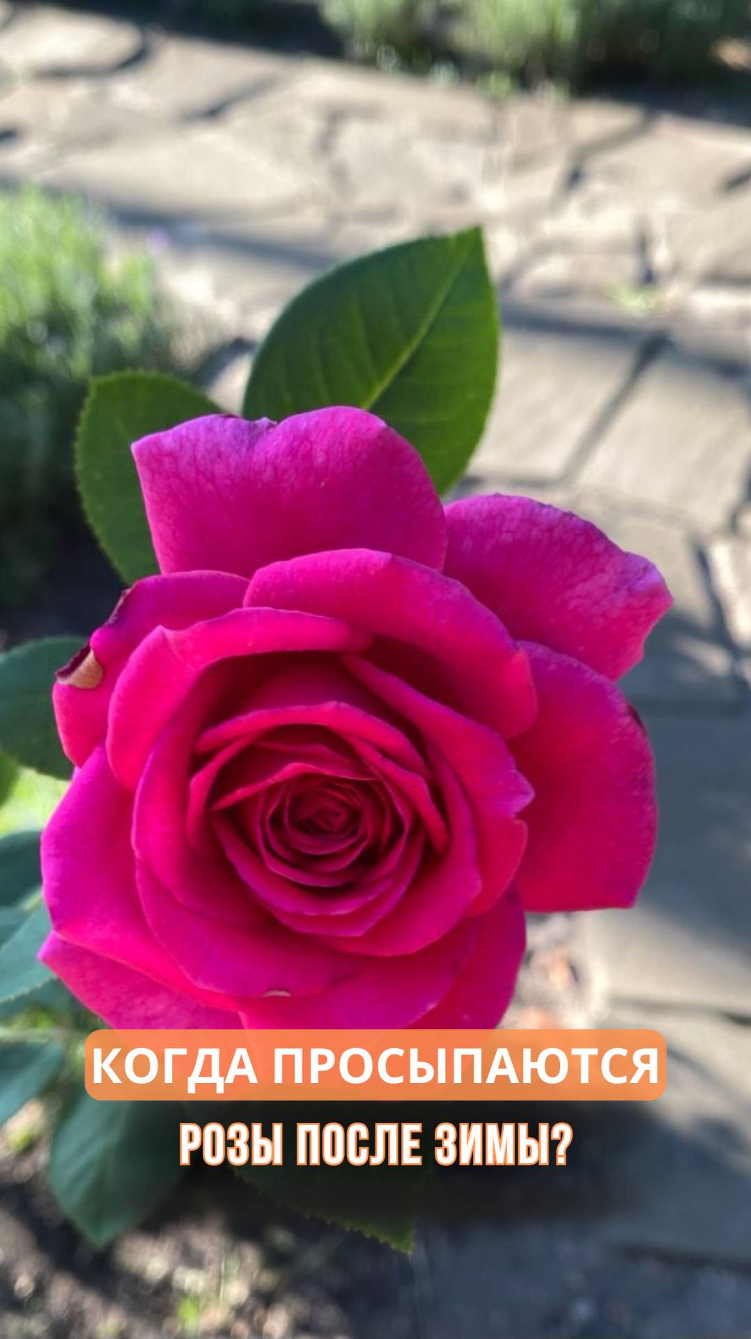Когда просыпаются розы после зимы? смотреть онлайн