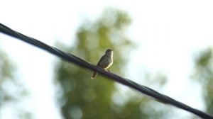 Послушайте как поёт сибирская птичка!