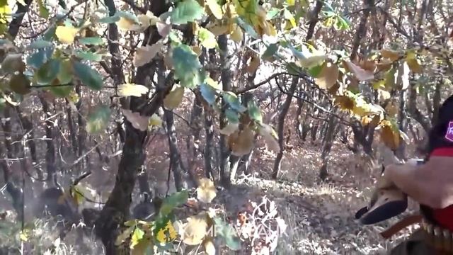 Охота выстрел по дикому кабану