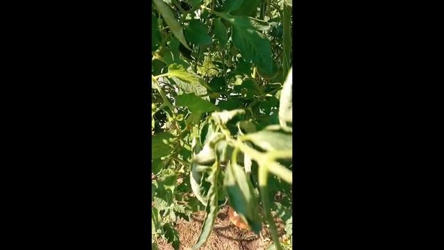 Томаты для открытого грунта. г. Киров. Ватсап тел. 89229284031 смотреть онлайн