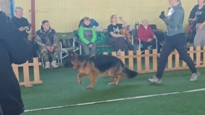 ПОДРОСТКИ КОБЕЛИ ДШ 2 / КЧК БРОННИЦЫ 16 марта`25 P.Firic Моно немецких овчарок