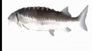 Лосось крутится под ту ту ту ту ту