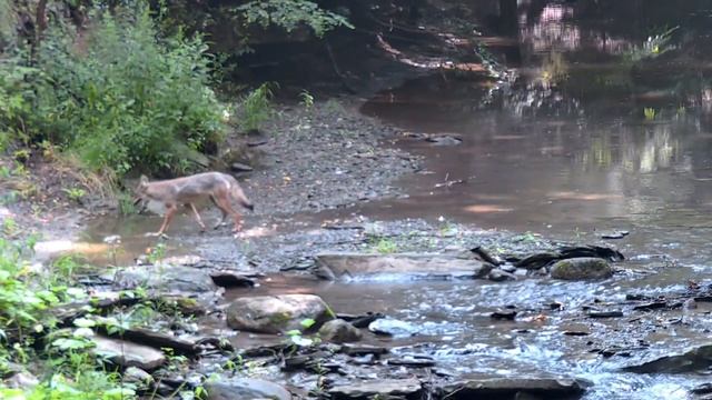 Coyote takes a drink - Eriegrove Forestville New York USA