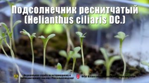 Подсолнечник реснитчатый (Helianthus ciliaris DC.)