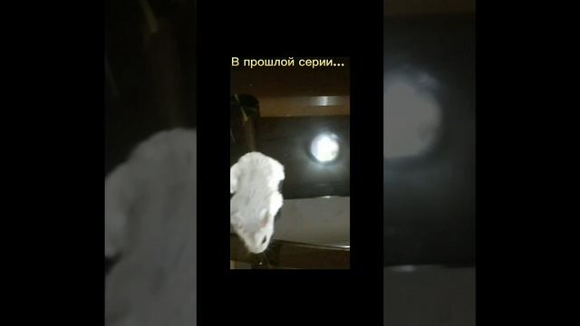 Хомяк. Путь домой.
часть 3/самолёт