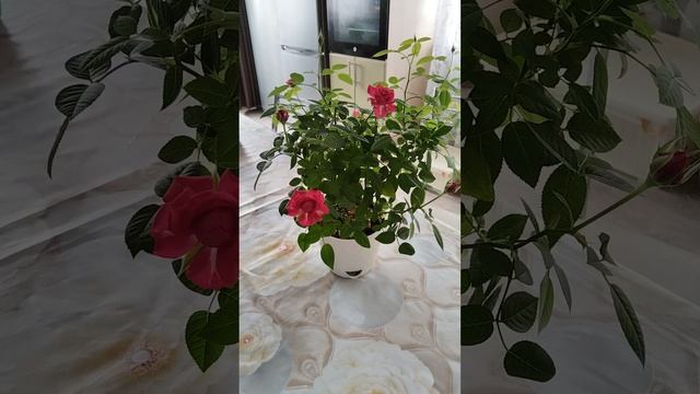 Выращивание комнатных роз. В домашних условиях.