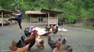 Joy bursts when welcoming the birth of Piglets & Chicks - Harvest vegetables. Trieu Mai Huong
