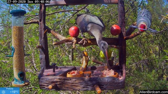 Hadeda Ibis enjoying the new feeder