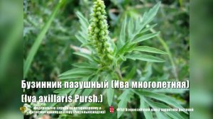 Бузинник пазушный (Ива многолетняя) (Iva axillaris Pursh.)
