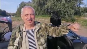 Ручной ворон