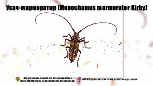 Усач-марморатор (Monochamus marmorator Kirby)