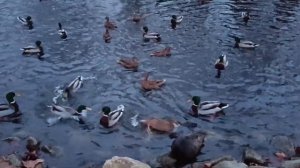 НУТРИЯ и УТКИ