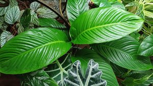 Весенний обзор моих комнатных растений☘️❤️🌿❤️🍀 Начало😉😁