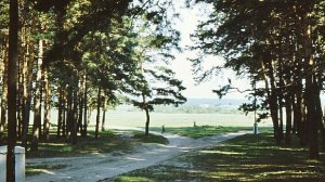 Ишимский район. Синицынский бор.