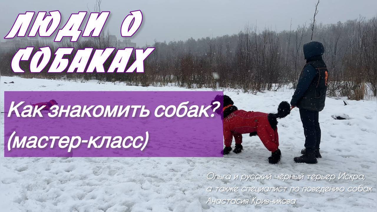 Как знакомить собак по-новому. Подход NTI. Как работает и почему помогает. | Мастер-класс