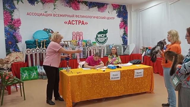 Судейский жребий ! shorts cats kittens кошки котята мейнкун