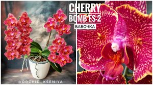 Phal. Cherry Bomb ES-2 🍒💣 Очередное цветение красной орхидеи бабочки Черри Бомб ЕС-2 ❤️🔥 Обзор