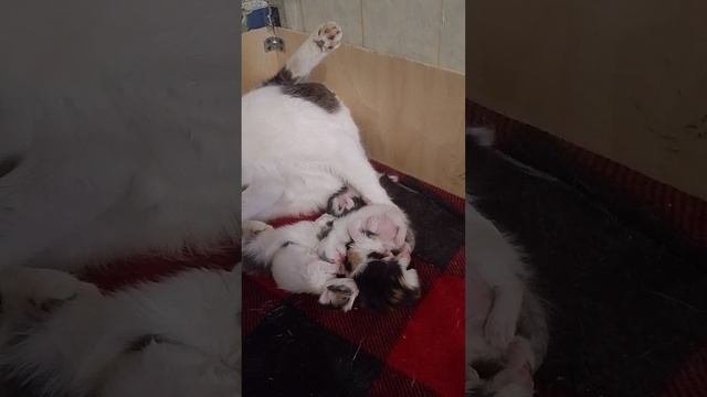 Пополнение🙄
