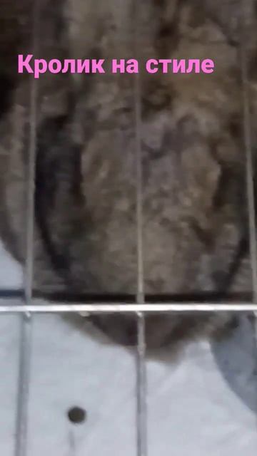 кролик на стиле 