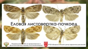 Еловая листовертка-почкоед (Choristoneura fumiferana (Clemens))