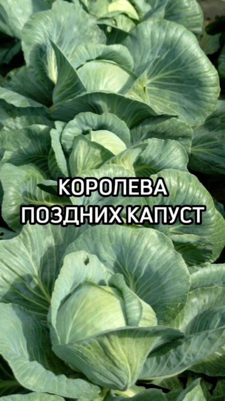 Новинка белокочанной капусты!