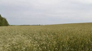 Фильм Русское поле