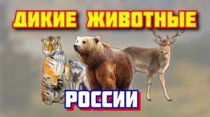 Голоса и Звуки диких животных как они говорят