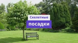 Проектируем сад: для чего нужны скелетные посадки?