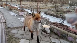 (982) Лиса приходит в гости. Март 2025