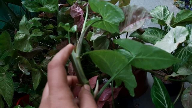 Syngonium Plant its care and propogation#gardening #syngonium смотреть онлайн