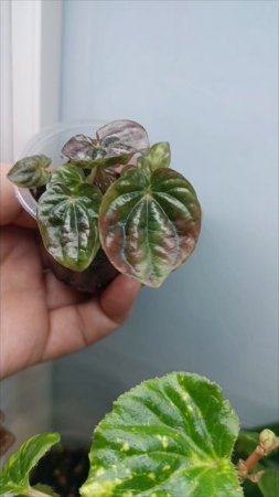 #цветочкинаработе Церопегия Вуда, Пеперомия, Гибазис фата невесты 🌿🍀✨💕