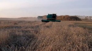 Уборка пшеницы комбайнами  дон-1500б