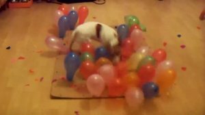 Mila (Jack Russell Terrier) vs 100 balloons in 24s.!