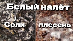 Белый налёт на грунте. Причины появления. Что делать