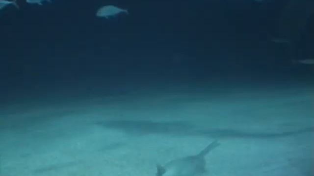 Oceanográfico Valencia смотреть онлайн