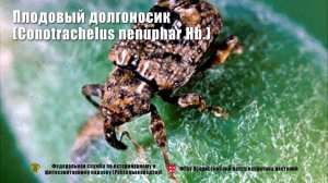 Плодовый долгоносик (Conotrachelus nenuphar Hb.)