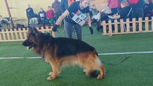 1 Отл. КЧК Рыжая Бестия ХАЛК Лучшая защита! №87 / КЧК БРОННИЦЫ 16 марта`25 P.Firic Моно нем/овчарок