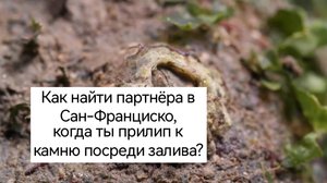 Балянусы, они же морские жёлуди