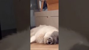 подборка смешных видео с котиками