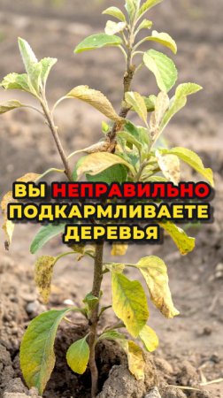 Не подкармливайте свои деревья пока не посмотрите это видео