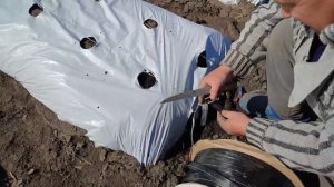 Укладываем капельную ленту под плёнку